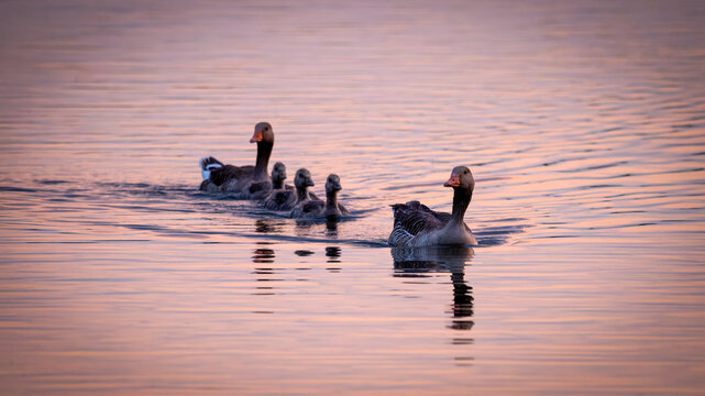 G&auml;nsefamilie auf dem Wasser