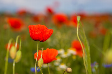 Naklejka premium Klatschmohn und Kornblumen