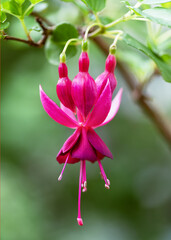 Fototapeta premium Vibrant magenta Fuchsia 'Red Spider' flower in full bloom. Elegant hanging exotic, bright pink single petals and long stamens against a soft, blurred green garden background. 
