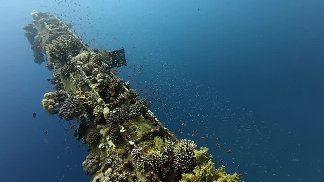 Fish and Coral on wreck in the Red Sea