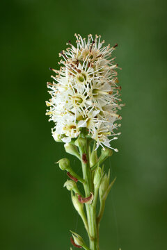 Prunus laurocerasus, known as cherry laurel is an evergreen shrub with fragrant white flower clusters and red-to-black cherry-like fruits native to Turkey.