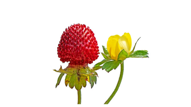 Isolated berry and flower of the Mock strawberry (Potentilla indica) with yellow flowers and small red fruit resembling strawberries. A creeping Rosaceae plant often found in moist habitats and used a