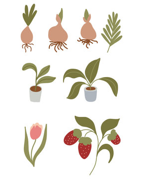 A hand-drawn vector illustration set featuring various garden elements. Includes bulbs, leaves, potted plants, tulips, and strawberries.