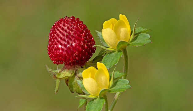 Isolated berry and flowers of the Mock strawberry (Potentilla indica) with yellow flowers and small red fruit resembling strawberries. A creeping Rosaceae plant often found in moist habitats and used 