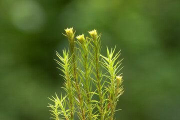Polytrichum formosum is a moss species forming dense green cushions in moist, shaded forest habitats, with upright stems and characteristic yellowish-green capsule structures. © cilicia