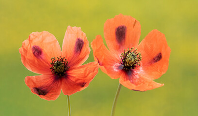 Obraz premium Isolated beautiful flower of the black poppy (Papaver laevigatum), an annual wild poppy with pale red to orange-red petals and distinctive dark basal spots, growing in rocky habitats across Eurasia.