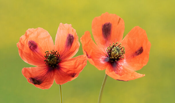 Isolated beautiful flower of the black poppy (Papaver laevigatum), an annual wild poppy with pale red to orange-red petals and distinctive dark basal spots, growing in rocky habitats across Eurasia.