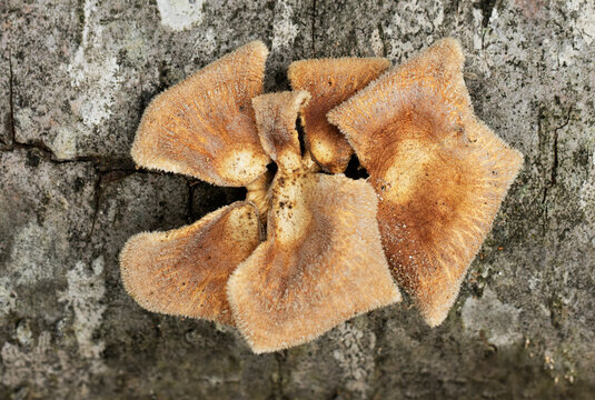 Panus neostrigosus (syn. Lentinus strigosus), a wood-decaying fungus with a velvety, hairy cap that shifts from pinkish-purple to reddish-brown as it matures.