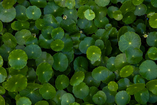 Lush green pennywort leaves create a dense organic pattern. Featuring emerald and lime tones, the circular foliage offers a serene, minimalist texture ideal for natural background design.