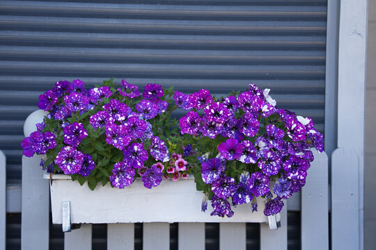 A petunia variety called 'Night Sky' growing in a white rectangular planter