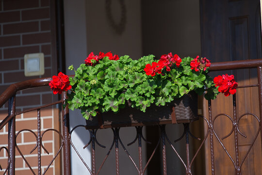 Pelargonium ivy-leaved with bright red flowers in a rectangular pot