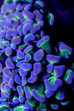 Bi-Color Hologram Hammer Coral Macro Underwater in Saltwater Aquarium