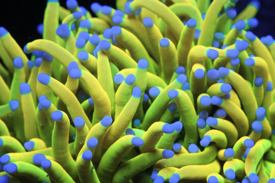 Vibrant Holy Grail Torch Coral, 24k Gold Torch Coral, Close-Up in Saltwater Reef Tank &ndash; Euphyllia Glabrescens with Neon Green and Gold Tentacles with Blue Tips in Macro Underwater Fish Tank Aquarium