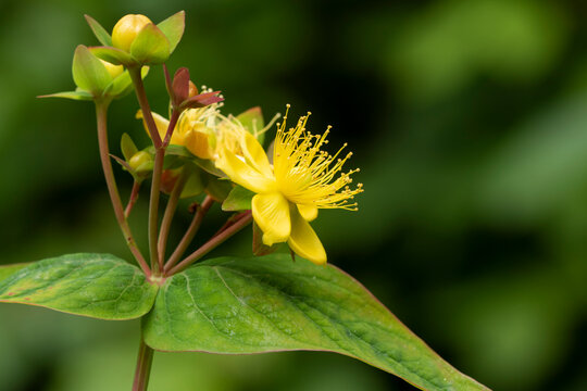 Hypericum androsaemum is a semi-shrub native to the Black Sea region, with bright yellow flowers and berries that turn from red to black.