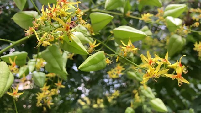 albero fiorito con fiori rosa