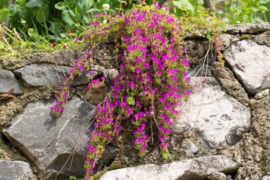 Drosanthemum floribundum (ice plant), a drought-tolerant succulent groundcover with trailing stems and vivid flowers, commonly used in landscaping, rock gardens, and hanging displays.