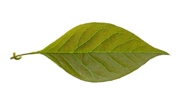 Leaf of Date Plum (Diospyros lotus), also known as wild persimmon, featuring an elliptic to lance-shaped form, pointed tip, and prominent netted veins on bright green foliage.