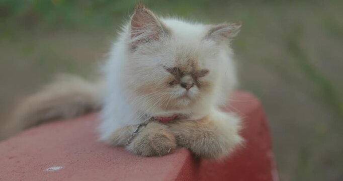A flat-faced Persian cat sprawls on a brick ledge, fixing the camera with a deadpan scowl.