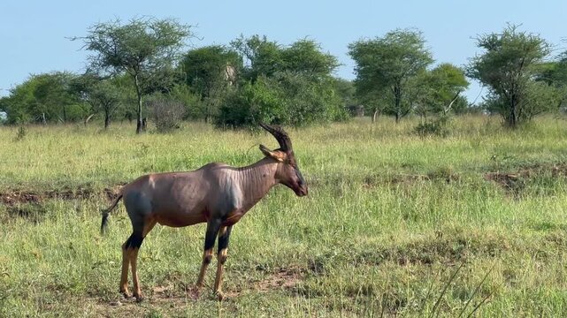 Serengeti Topi (Damaliscus lunatus jimela) stands and grazes in the open grasslands in Serengeti National Park, Tanzania.