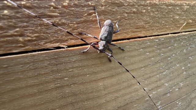 Timberman beetle (Acanthocinus aedilis) with long antennae standing almost motionless on a wooden plank, showcasing its textured body. Saaremaa, Estonia.