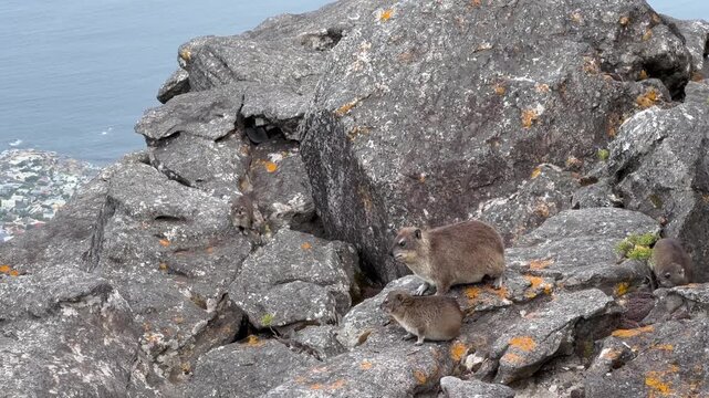 Rock hyraxes rest on rugged boulders on Table Mountain. Cape Town, South Africa.