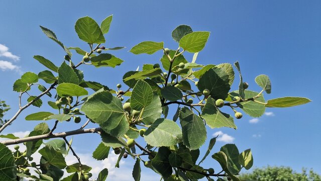 A common fig (Ficus carica) branch showing fruits at various stages of maturity