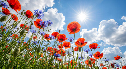 Fototapeta premium Low angle view of vibrant red poppies and blue cornflowers in a summer meadow against a bright blue sky with fluffy white clouds and shining sun