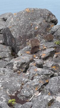 Juvenile Rock hyrax (Procavia capensis) sucking milk on Table Mountain in Cape Town, South Africa.