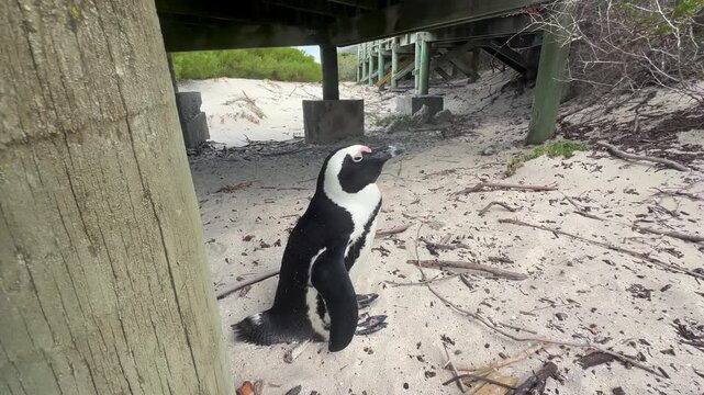 African penguin (Spheniscus demersus) on Boulders Beach in South Africa.