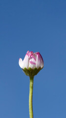 Bellis perennis (common daisy) flower bud with pink-tipped petals and a slender hairy stem. A charming wildflower commonly found in meadows, lawns, and grasslands. © cilicia