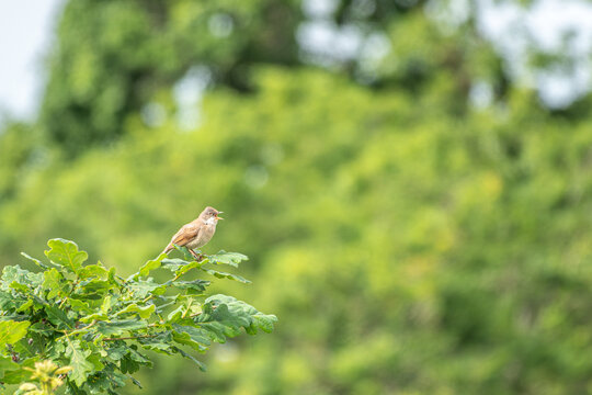 Whitethroat sylvia communis perched on the branch of a tree