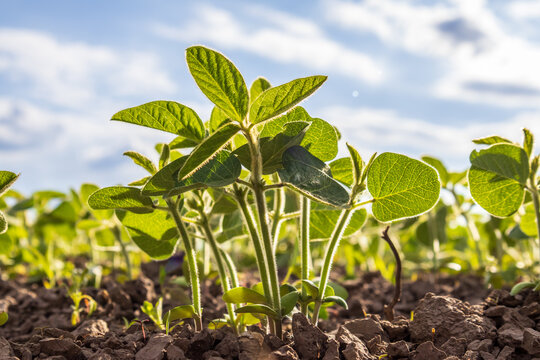 Young Soybean Plants Thrive in Rich Soil Under a Bright Sky, Capturing the Essence of Nature&rsquo;s Growth and Vitality at Dawn