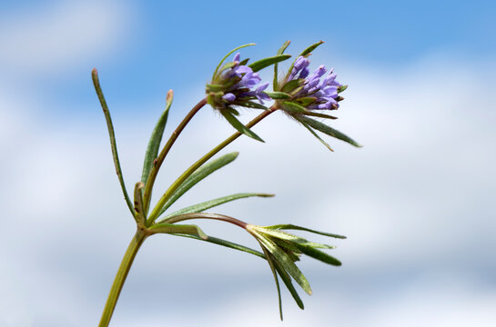 Asperula arvensis (field madder), an annual Rubiaceae plant with small blue to violet flowers forming spherical clusters. Common in fields and open disturbed habitats.