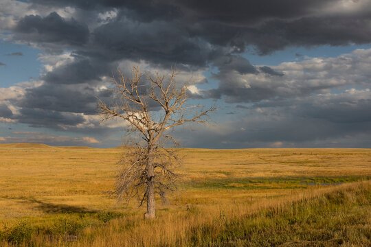Bare tree in a prairie pasture below a storm cloud sky