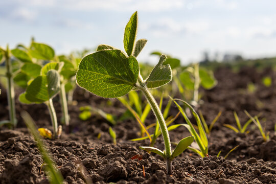 Young Soybean Plants Stretch Towards the Sun in a Fertile Field During the Golden Hour, Showcasing the Beauty of Nature's Growth and Renewal