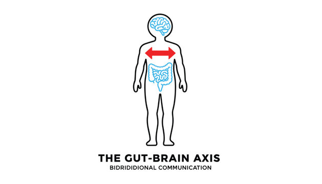 Gut brain axis diagram showing bidirectional communication between human brain and digestive system with text.