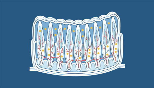 Microscopic view diagram of intestinal villi illustrating nutrient absorption with blood vessels and lymph capillaries.