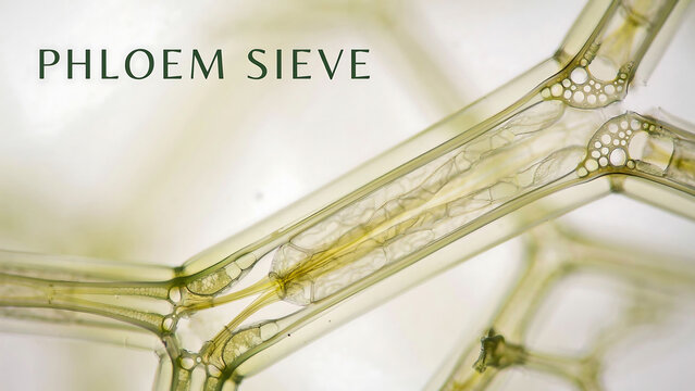 Microscopic view of phloem sieve plant vascular tissue structure with sieve cells and companion cells in botanical illustration