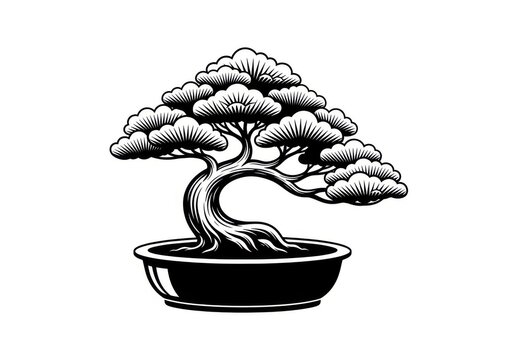 Bonsai tree in a pot with intricate branches and leaves isolated on white background