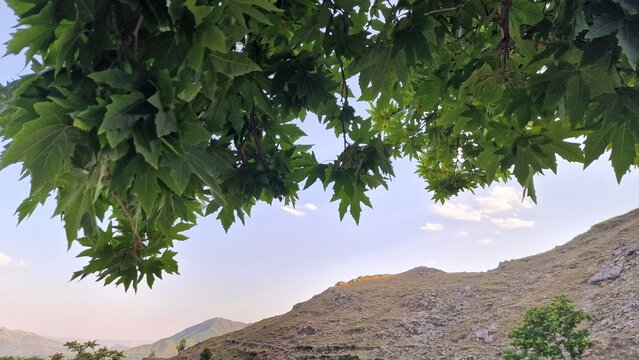 Maple or Acer pseudoplatanus making beautiful scenary in a Mountainy area