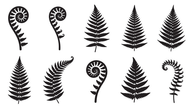 A versatile collection of detailed fern silhouettes illustrating various growth stages from delicate fiddleheads to mature fronds, perfect for botanical design and natural decor projects
