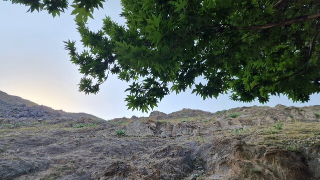 Maple or Acer pseudoplatanus making beautiful scenary in a Mountainy area