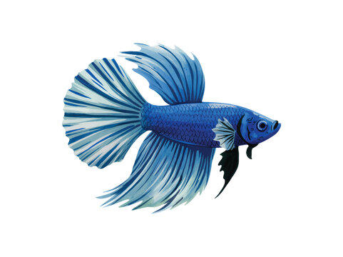 Hand painted watercolor Siamese fighting fish with elegant flowing tail.