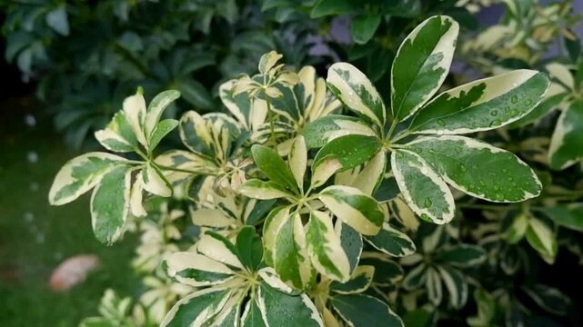 Close-up of variegated schefflera arboricola (umbrella tree) leaves covered in glistening raindrops during a rainy day.