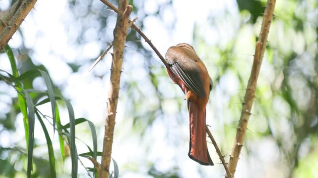 Ashy Drongo: The Masterful Insect Hunter on a Perch
