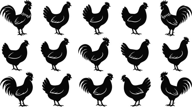 Chicken silhouettes in a repeating pattern on a white background rooster hen poultry fowl farm animal livestock bird avian silhouette black vector