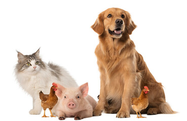 Fototapeta premium Golden retriever dog, fluffy cat, pink piglet and small chickens together, isolated on white background, realistic fur and feather texture, studio lighting, countryside commercial composition