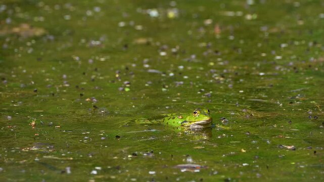Common frog, Rana temporaria, reptiles croaking in the water, also known as the European common frog or European grass frog is a semi-aquatic amphibian of the family Ranidae 