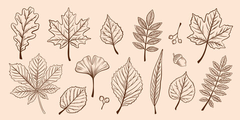 Leaf Sketch Collection with Maple Oak Chestnut and Ginkgo Botanical Line Art © Elena