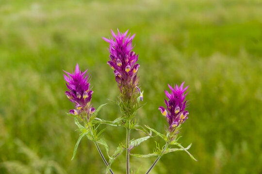 Acker-Wachtelweizen (Melampyrum arvense) begegnet auf der Schw&auml;bischen Alb